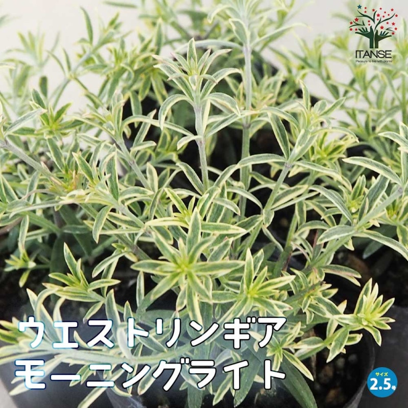 ウエストリンギア (花色：淡紫)【庭木 5号ポット大苗／1個売り