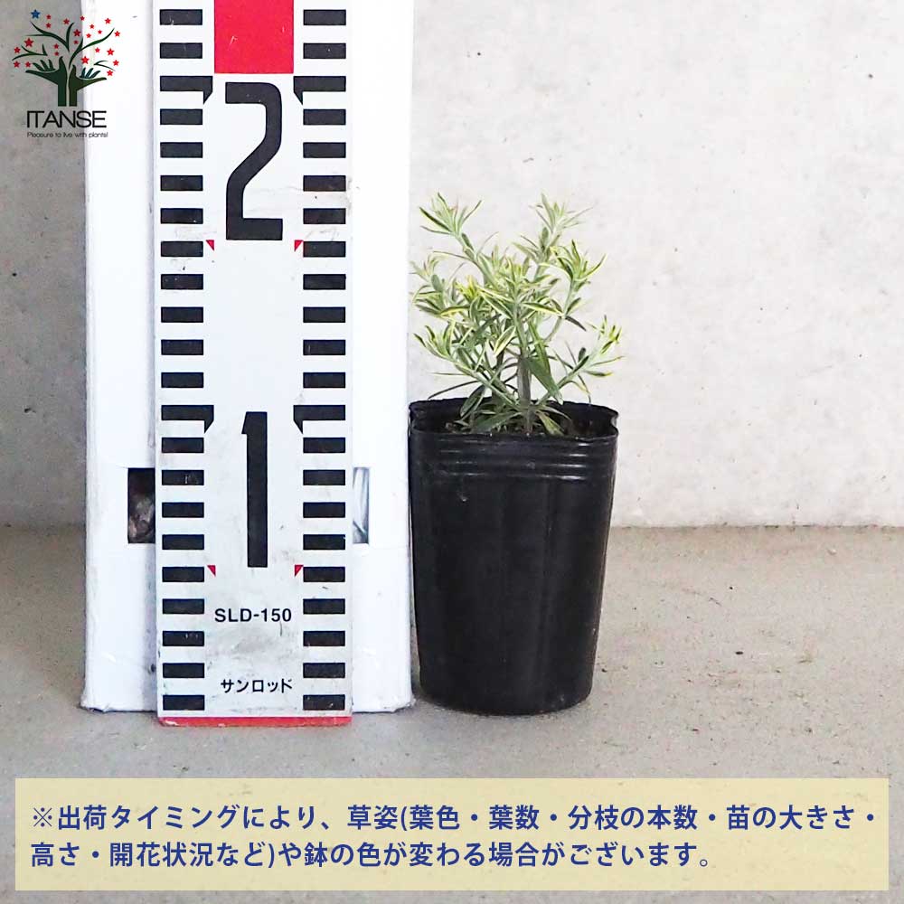 ウエストリンギア モーニングライト【花苗 2.5号ポット】｜ 【植物の