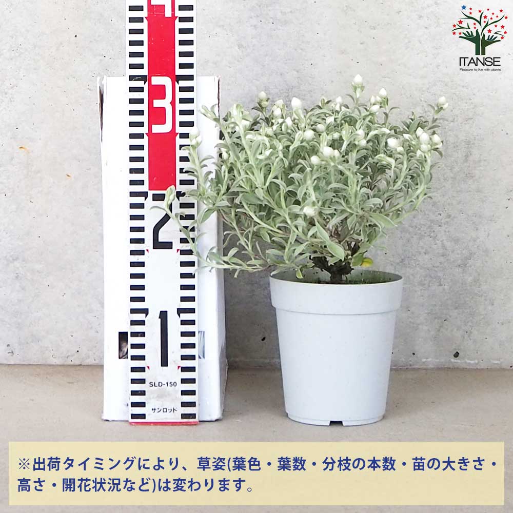 ヘリクリサム ホワイトフェアリー(ハナカンザシ)【花苗 4号ポット