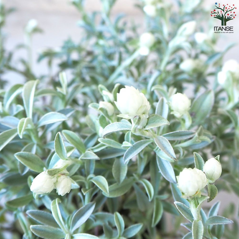 ◆ハーバリウム　256　色とりどりのヘリクリサム*.:。✿*゜¨ ◇ハーバリウム256色とりどりのヘリクリサム*.:。✿*゜¨