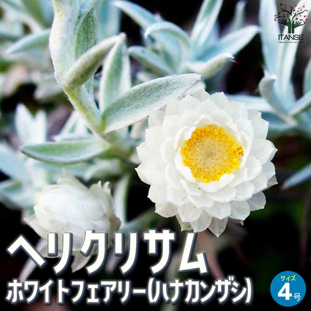 K様専用ページ エヴァンゼリン皇妃 フェアリーライムグリーンの可憐な