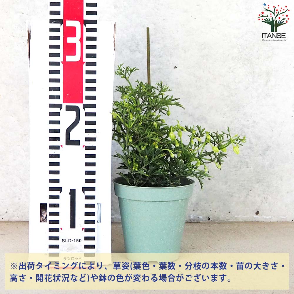 クレマチス カートマニージョー【花苗 3.5号ポット】｜ 【植物の