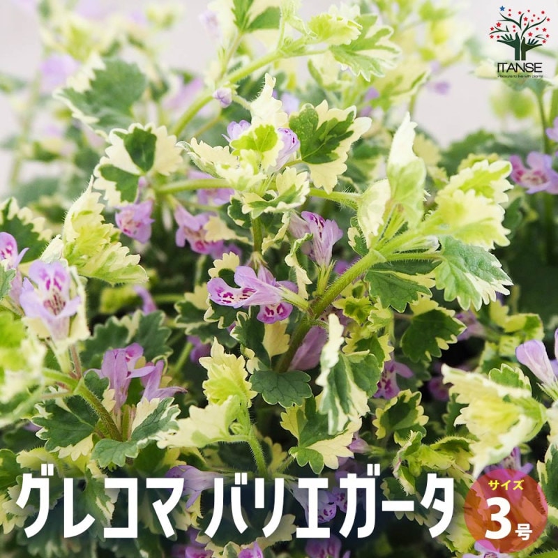 確認用  花苗 hananae35-1-haru-1.jpg