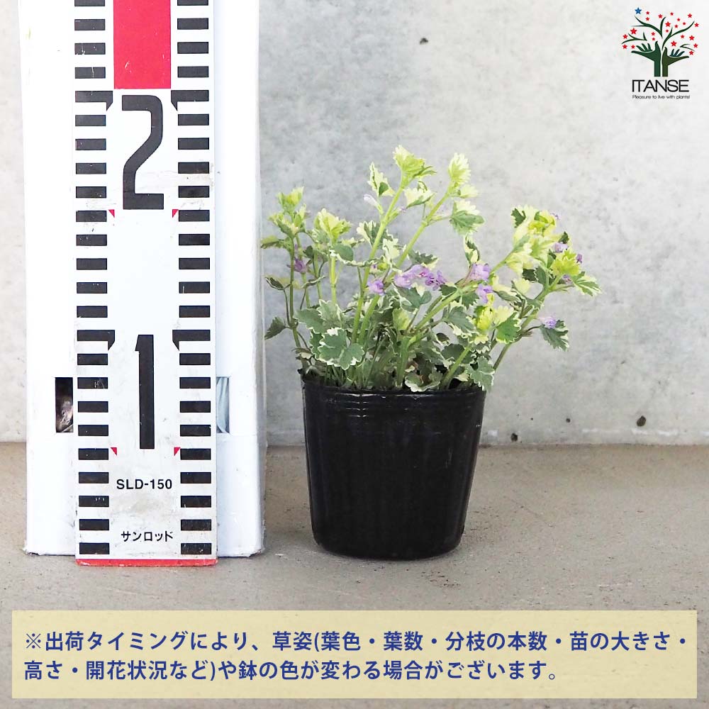 グレコマ バリエガータ【花苗 3号ポット】｜ 【植物のITANSE