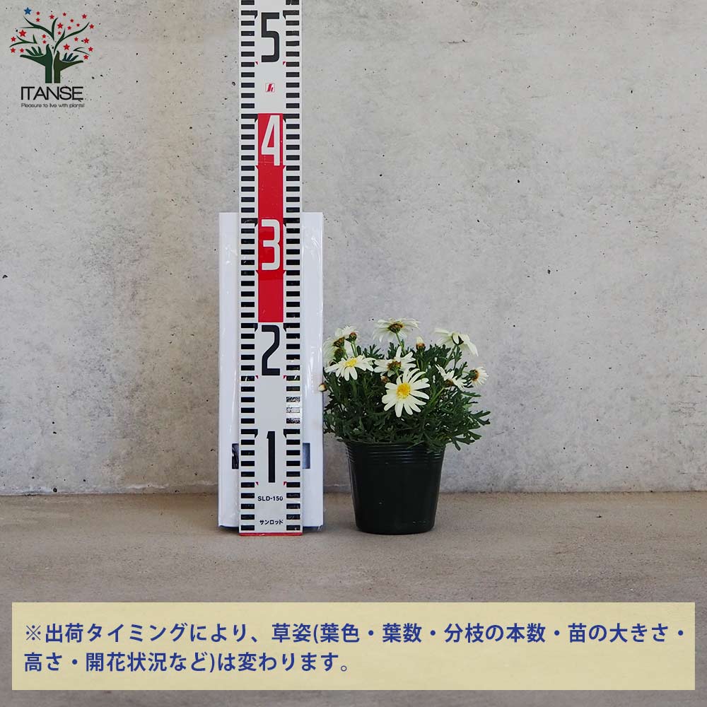マーガレット ミルキーティアラ【花苗 3.5号ポット】| 【植物の マーガレット ミルキーティアラ【花苗 3.5号ポット】| 【植物の