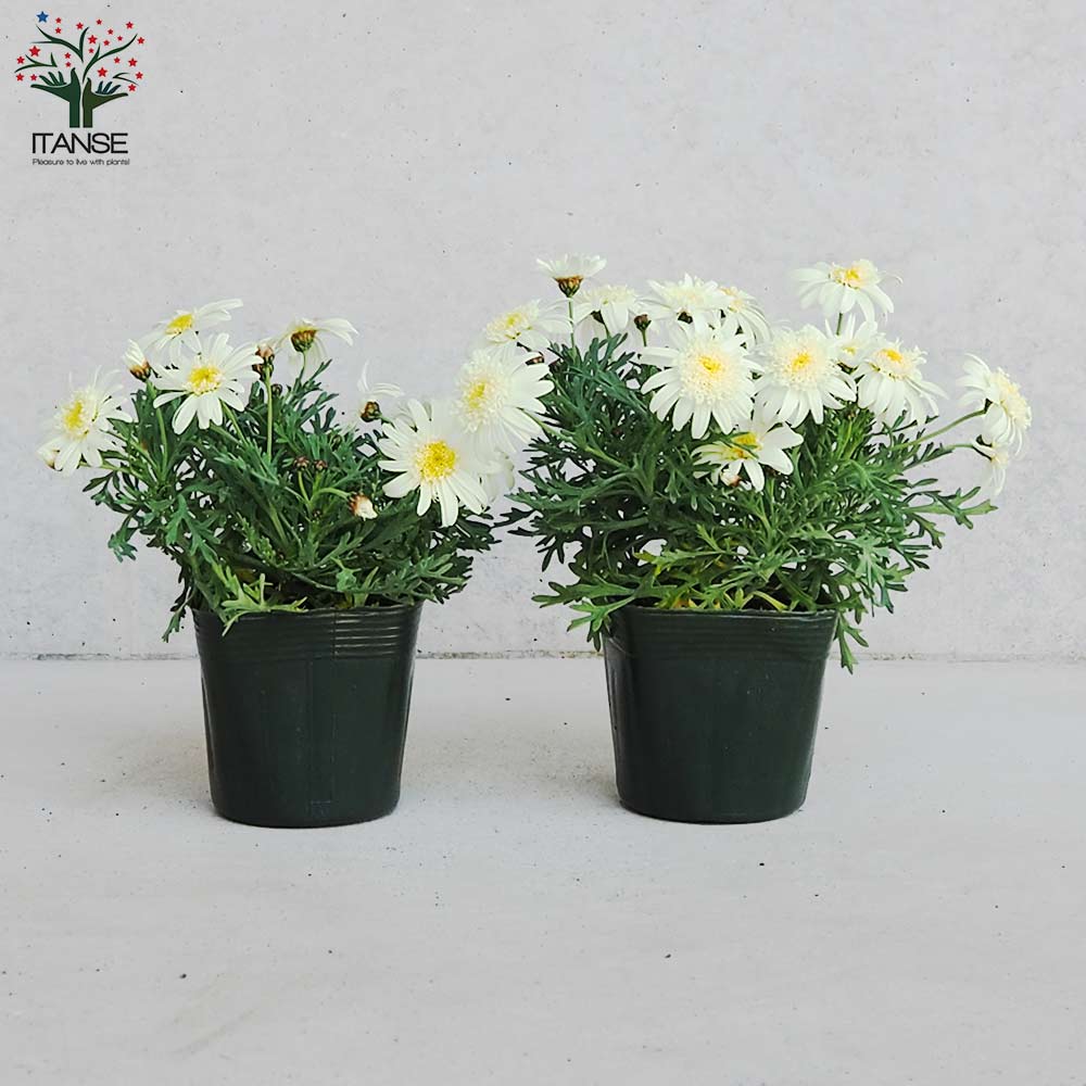 マーガレット マーガレット ミルキーティアラ【花苗 3.5号ポット】｜ 【植物の