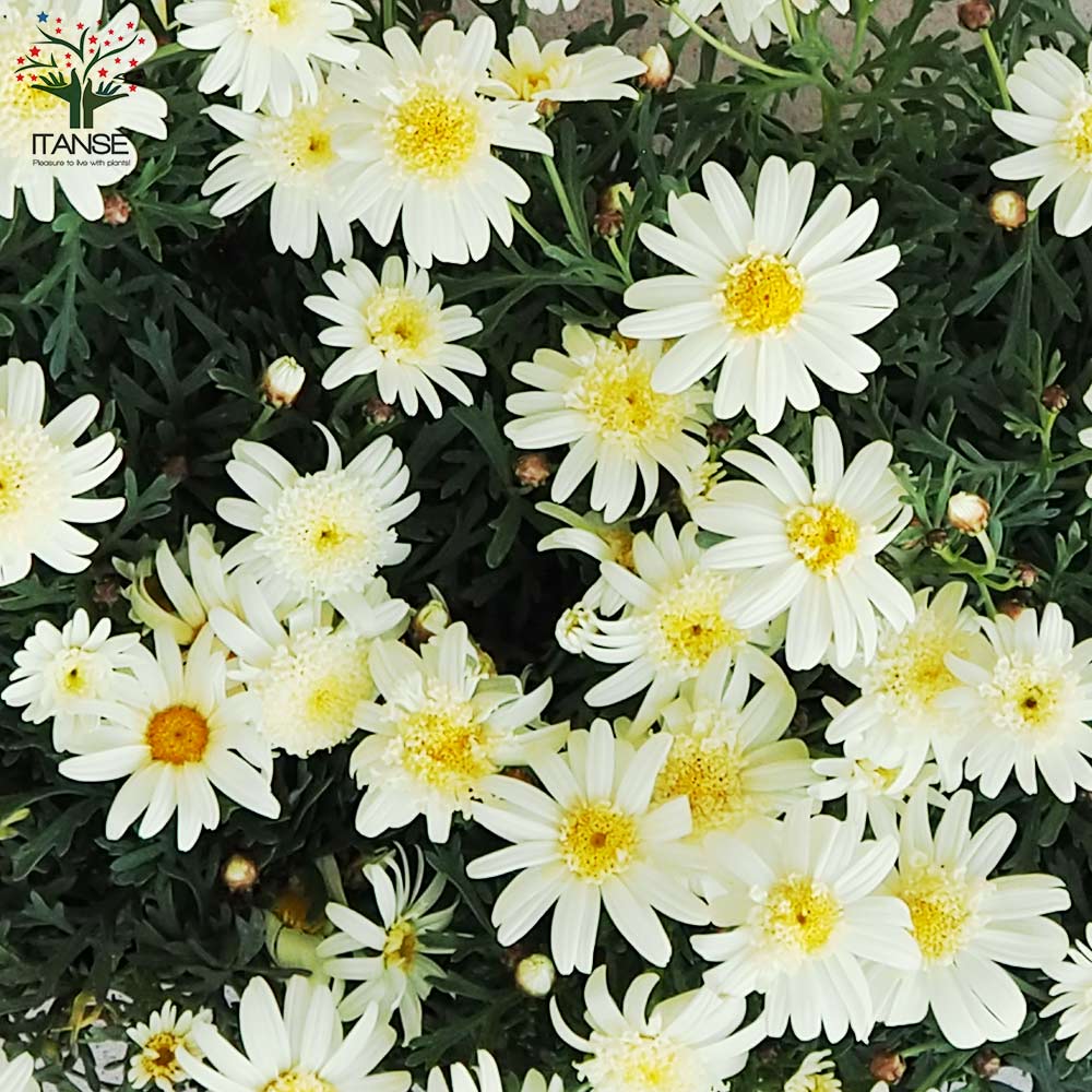 マーガレット ミルキーティアラ【花苗 3.5号ポット】｜ 【植物の