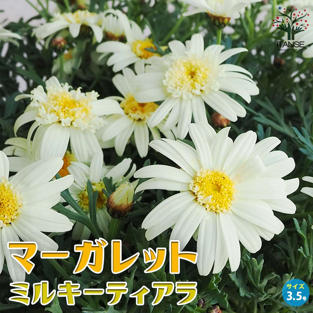マーガレット ミルキーティアラ【花苗 3.5号ポット】