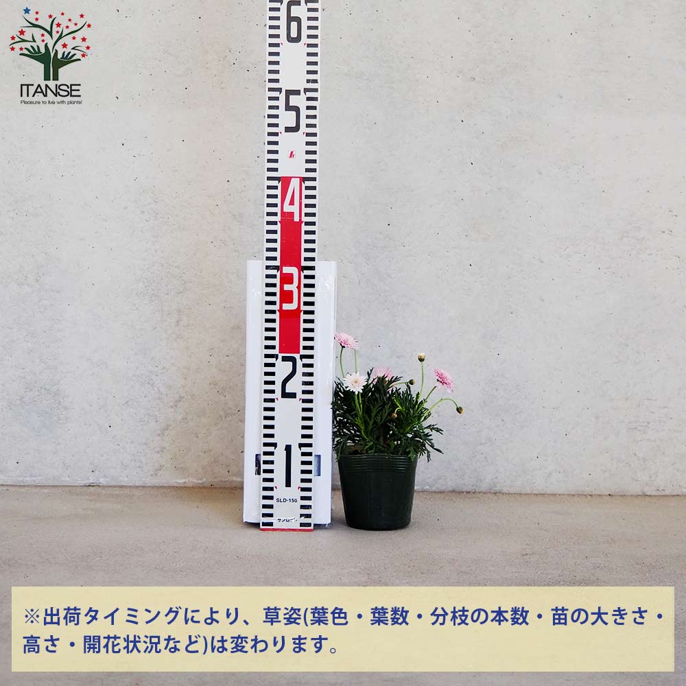 マーガレット オーキッド【花苗 3.5号ポット】｜ 【植物のITANSE