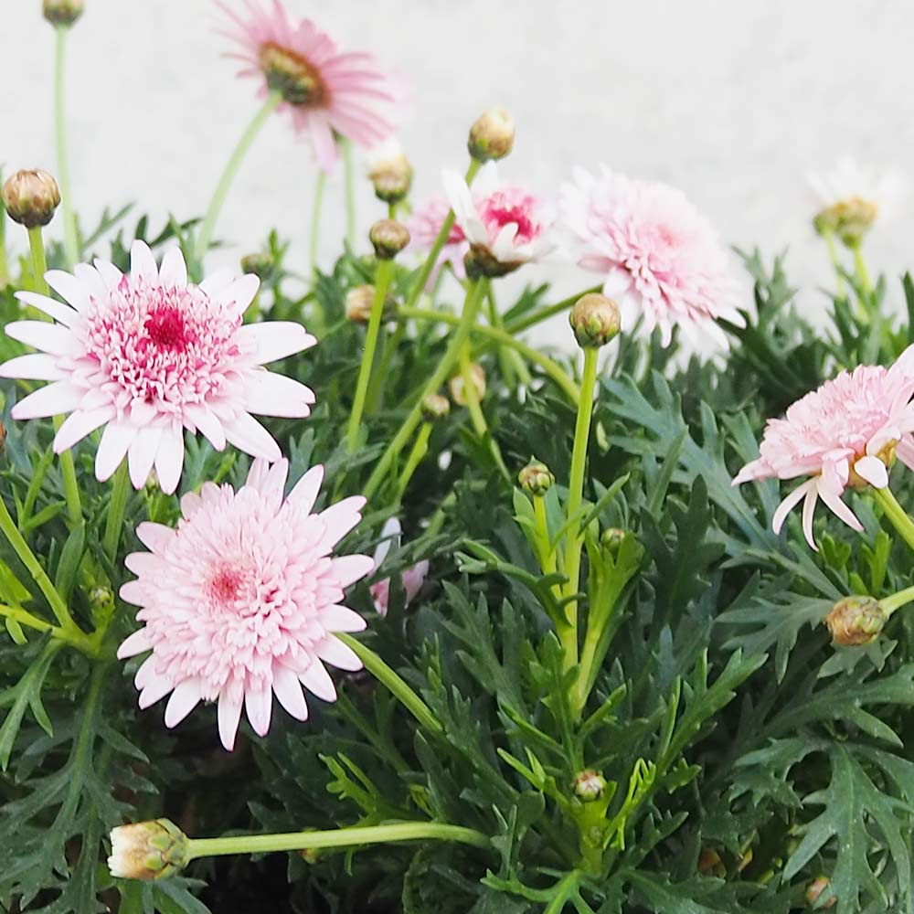 マーガレット オーキッド【花苗 3.5号ポット】