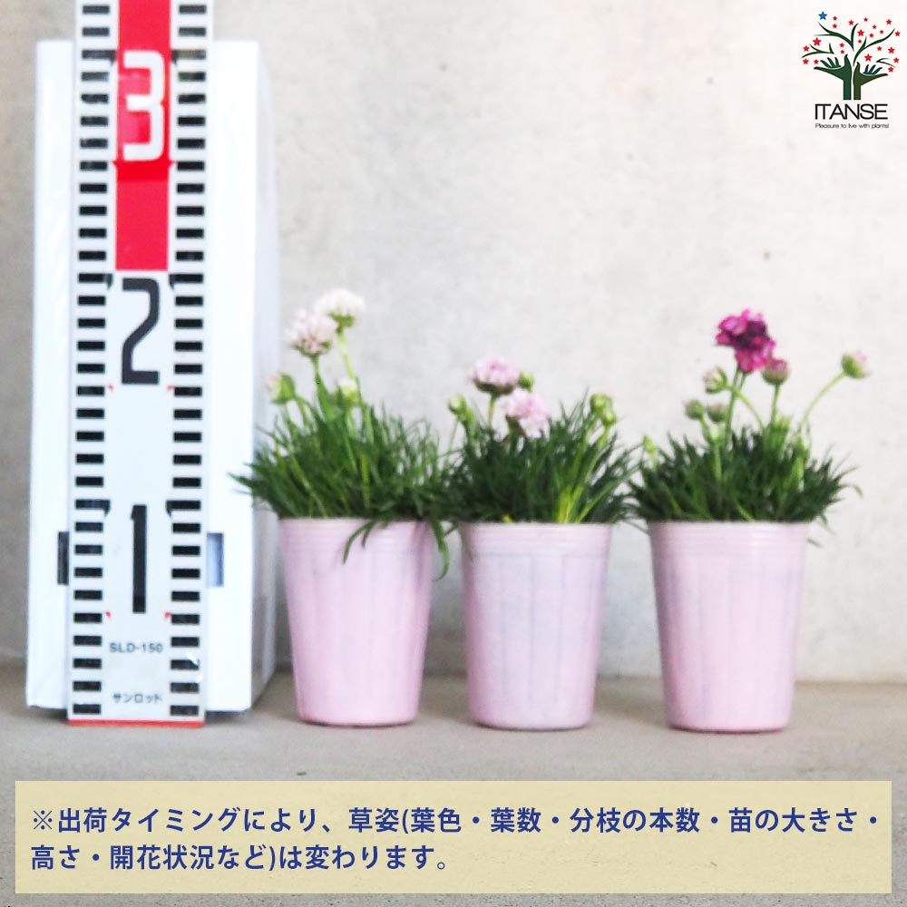 アルメリア アルマダ 色ミックス見計らい2個～【花苗 2.5号ロング