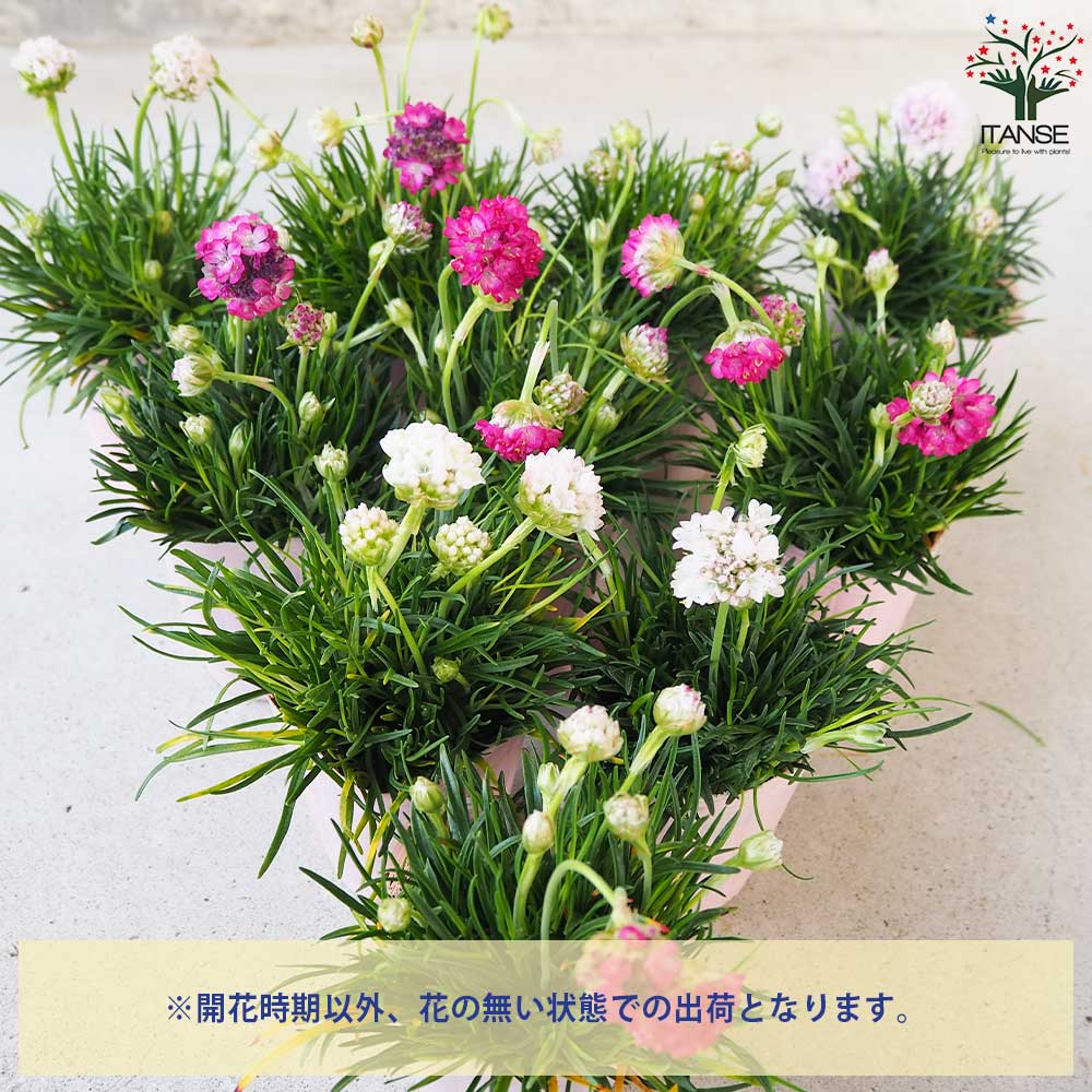 アルメリア アルマダ 色ミックス見計らい2個～【花苗 2.5号ロング