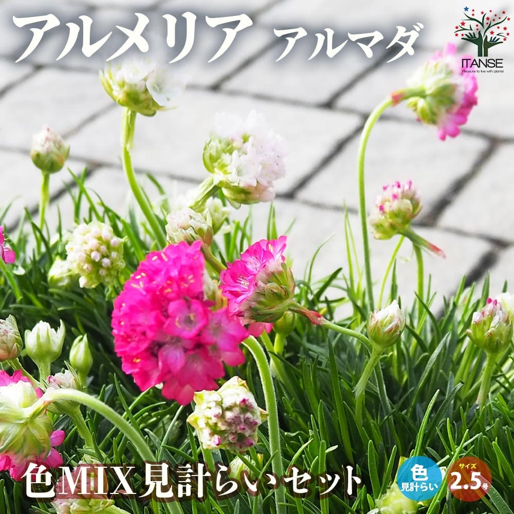 アルメリア アルマダ 色ミックス見計らい2個～【花苗 2.5号ロング