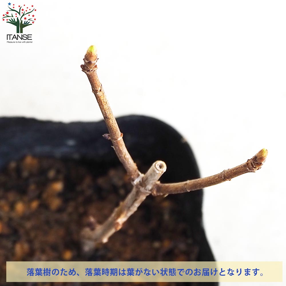 アジサイ アナベル (白花)【花苗 3号ロングポット】｜ 【植物の