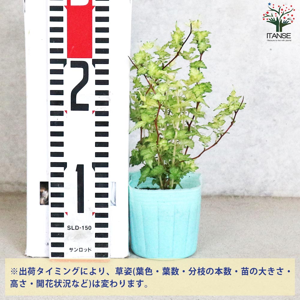 コゴメウツギ (小米空木)【花苗 3号ポット】｜ 【植物のITANSE