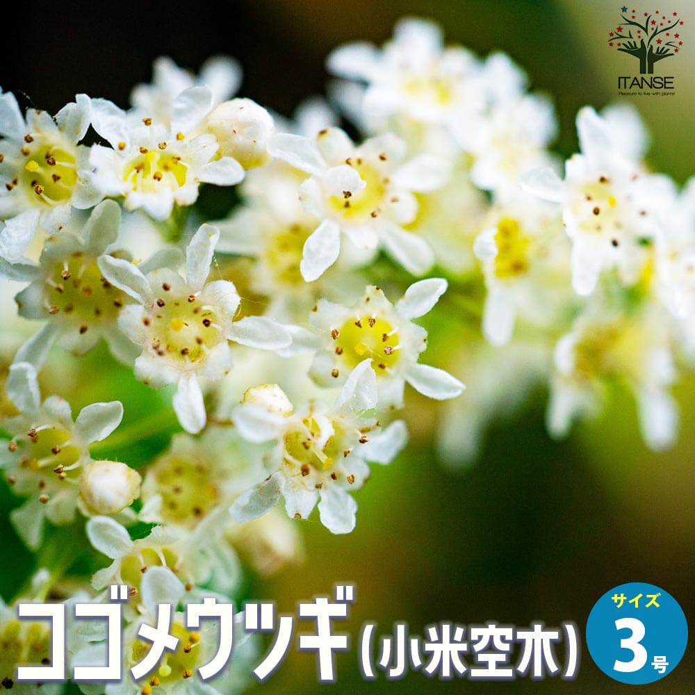 コゴメウツギ　2m内外 コゴメウツギ (小米空木)【花苗 3号ポット】｜ 【植物のITANSE