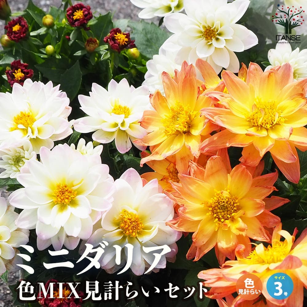 ミニダリア 色MIX見計らい2個～【花苗 3号ポット】