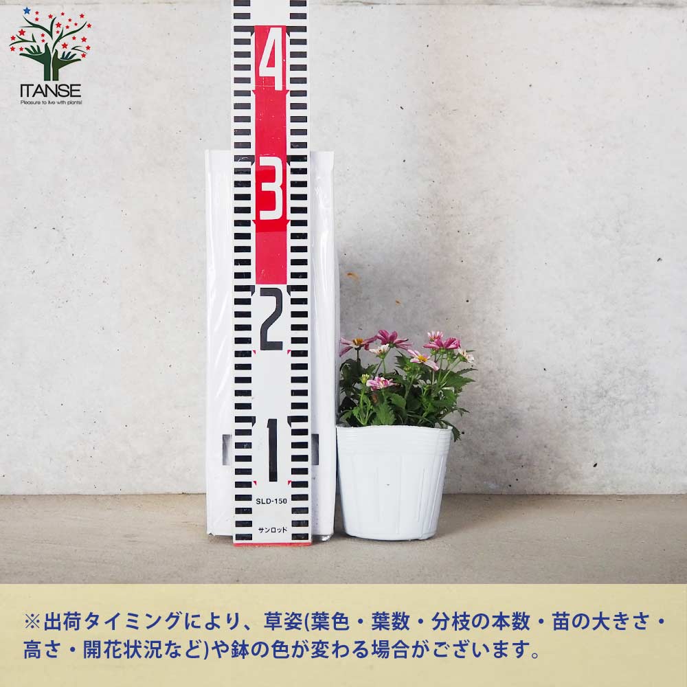 ビデンス プリティインピンク【花苗 3.5号ポット】｜ 【植物の