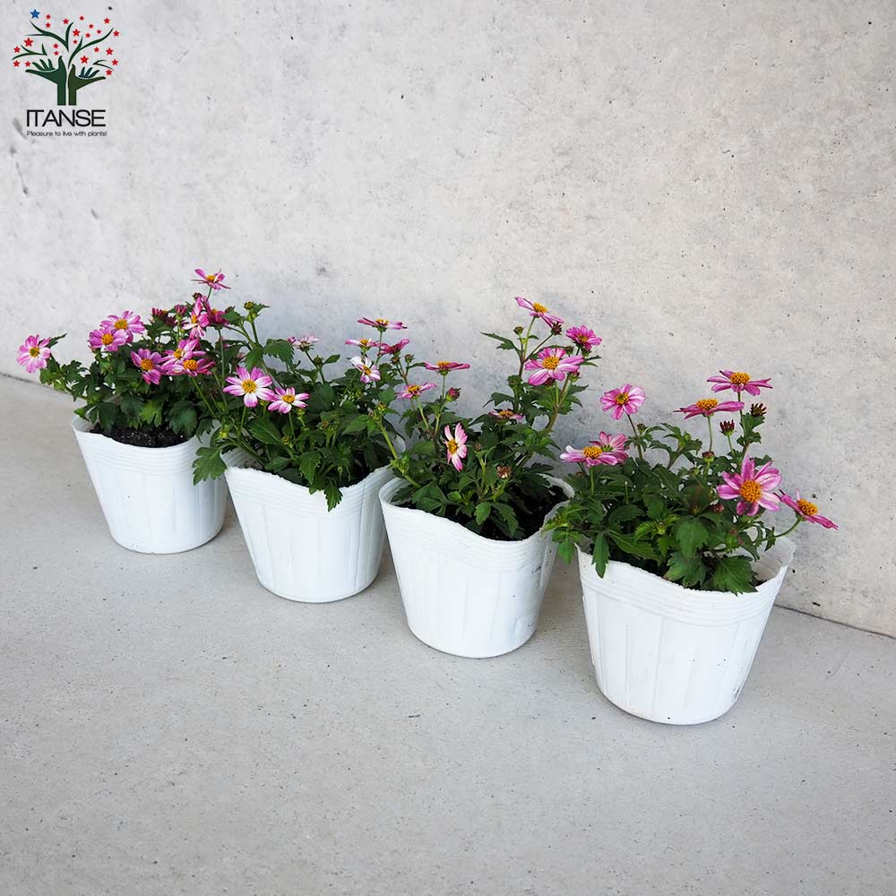 ビデンス プリティインピンク【花苗 3.5号ポット】｜ 【植物の