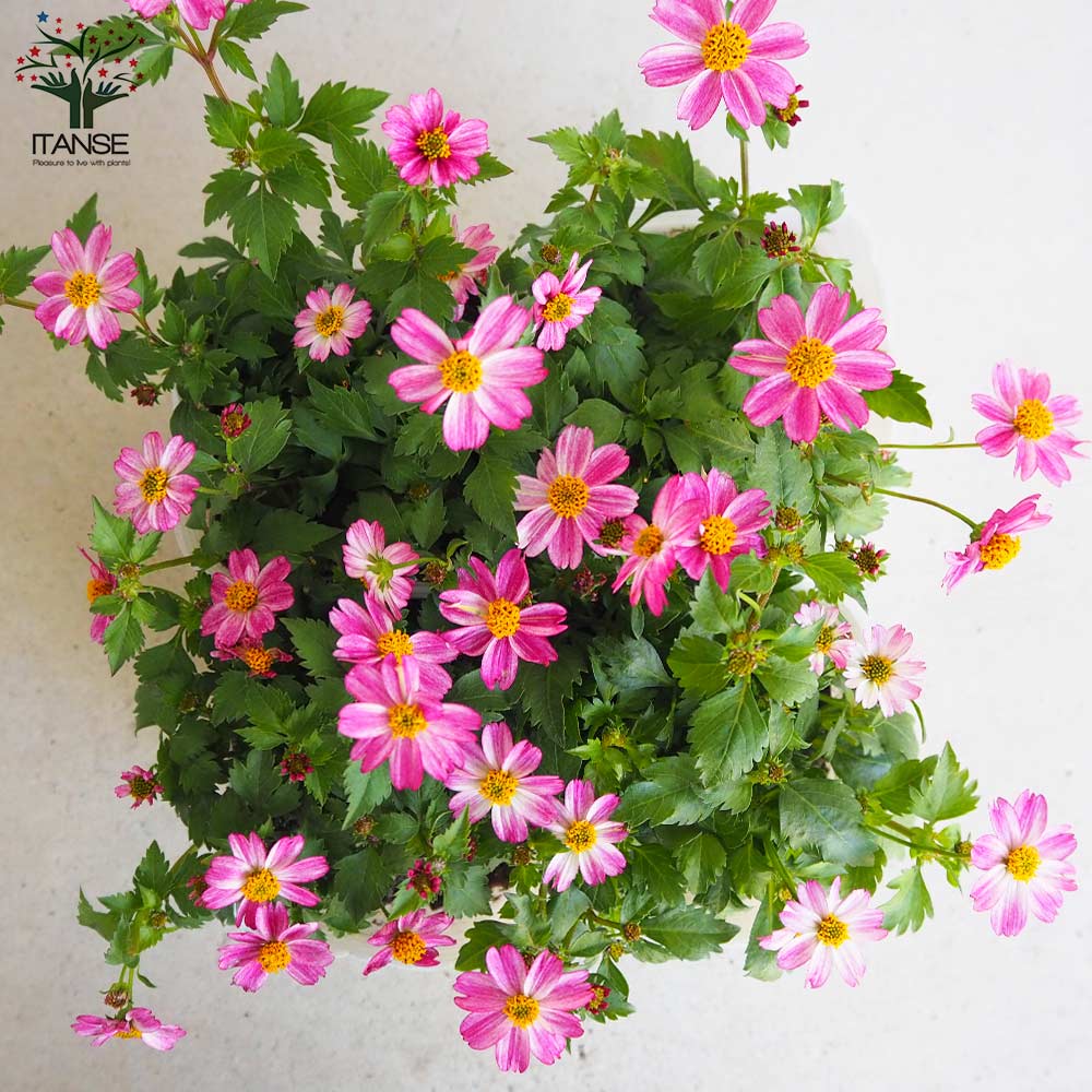 ビデンス プリティインピンク【花苗 3.5号ポット】｜ 【植物の