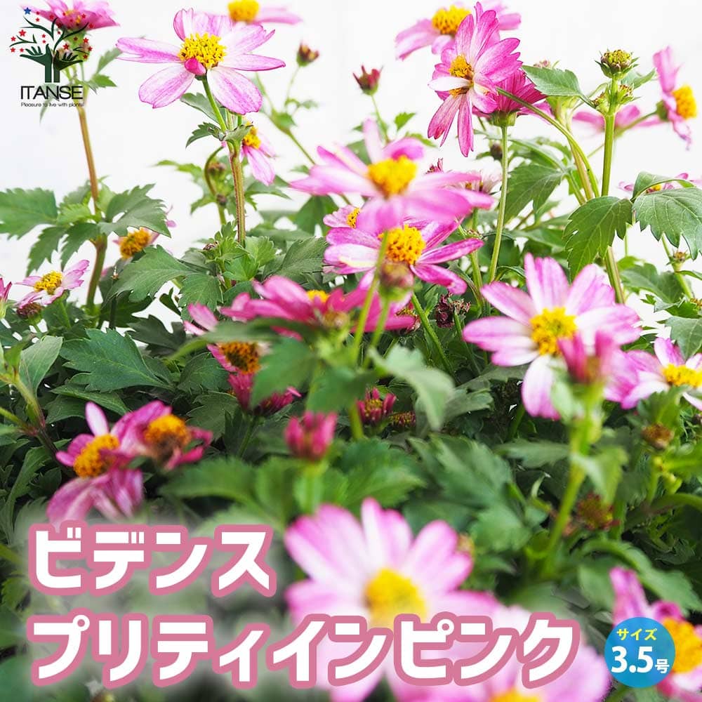 ビデンス プリティインピンク【花苗 3.5号ポット】｜ 【植物の