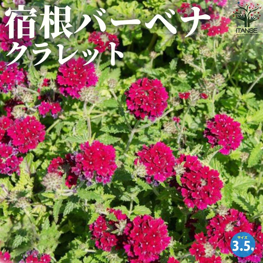 宿根バーベナ クラレット【花苗 3.5号ポット】