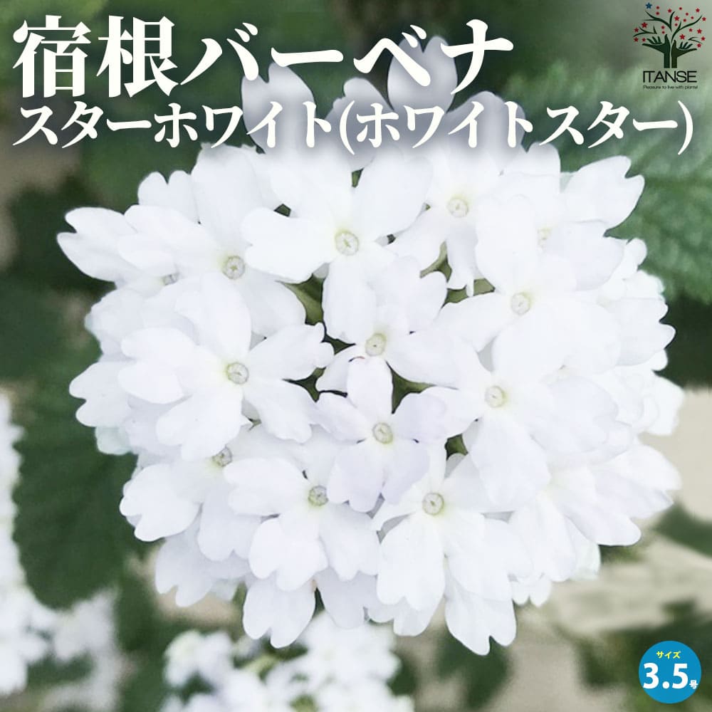 宿根バーベナ スターホワイト【花苗 3.5号ポット】