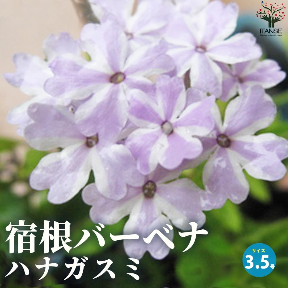 宿根バーベナ ハナガスミ【花苗 3.5号ポット】