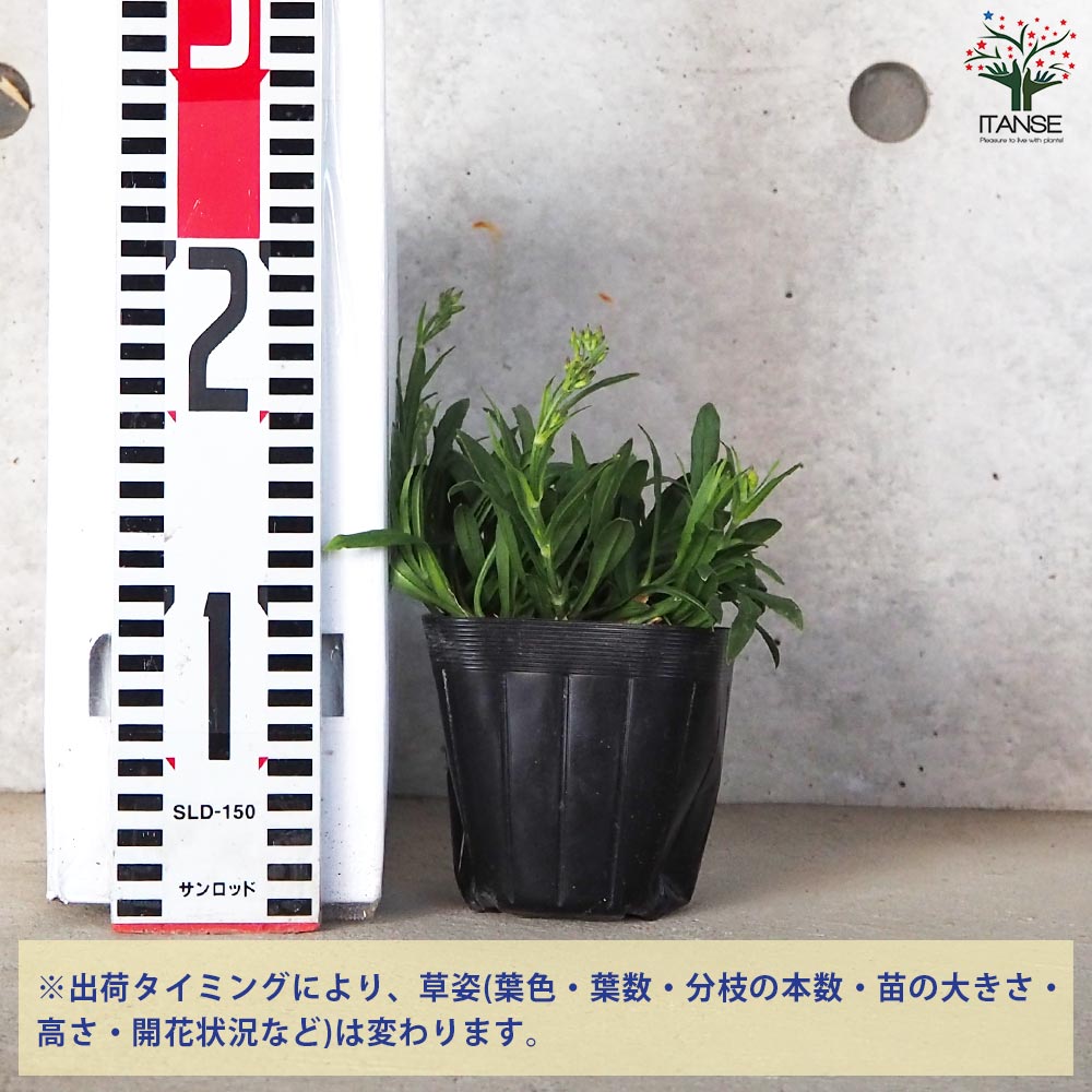 リクニス フロスククリ ジェニー【花苗 3.5号ポット】｜ 【植物の