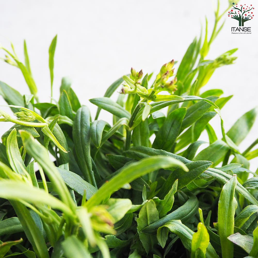 リクニス フロスククリ ジェニー【花苗 3.5号ポット】｜ 【植物の