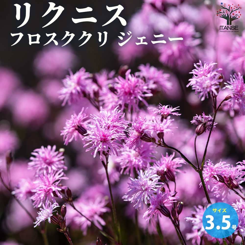 リクニス フロスククリ ジェニー【花苗 3.5号ポット】｜ 【植物の