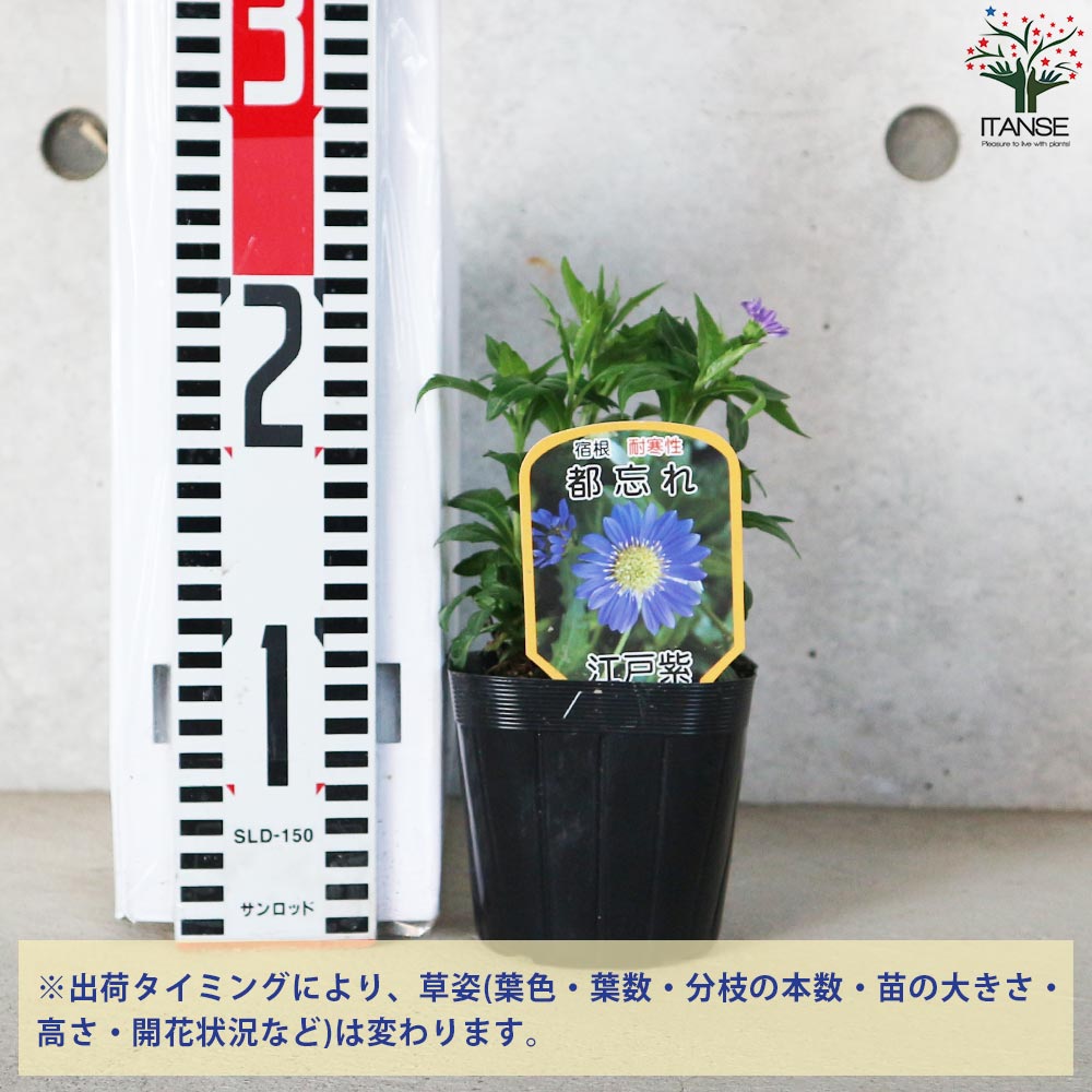 都忘れ 江戸紫(ミヤコワスレ・エドムラサキ)【花苗 3.5号ポット