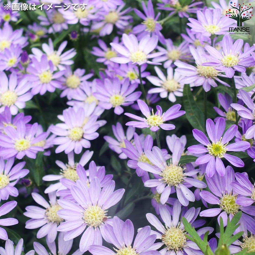 はなこまです。ミキエコー37 4個 楽天市場】ミキエコー37（ダイエット