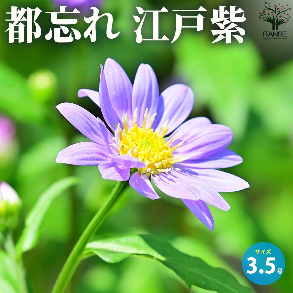 都忘れ 江戸紫(ミヤコワスレ・エドムラサキ)【花苗 3.5号ポット】
