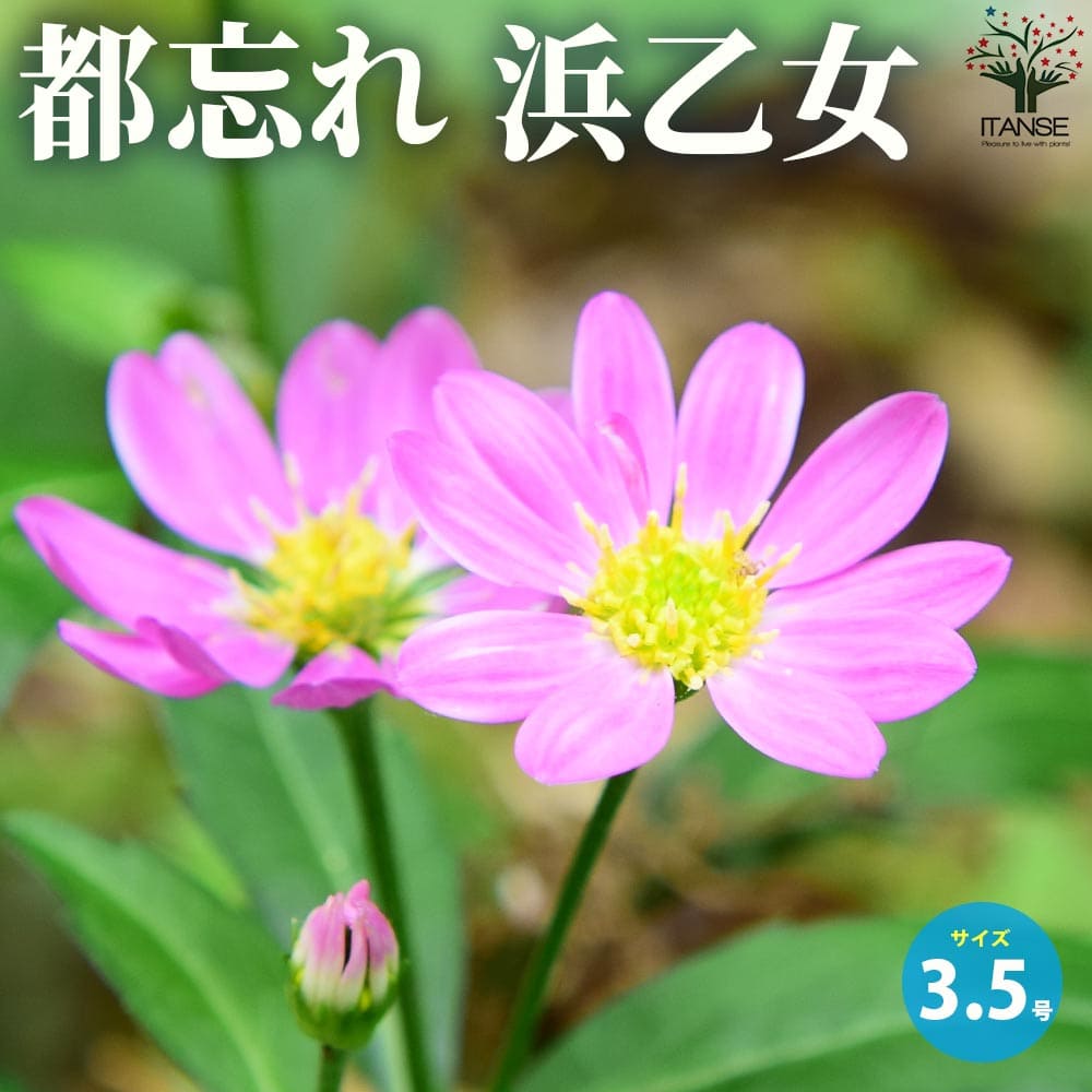 都忘れ 浜乙女(ミヤコワスレ・ハマオトメ)【花苗 3.5号ポット】