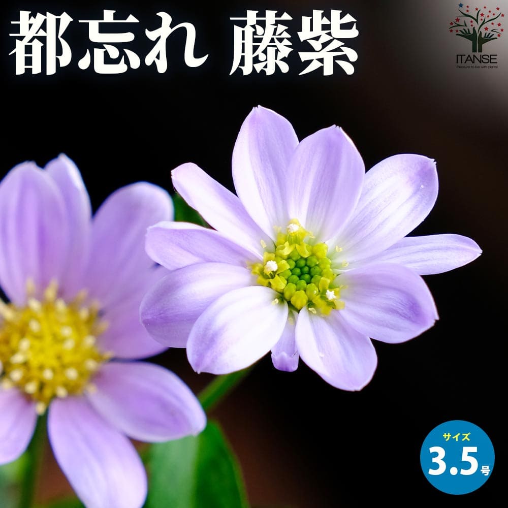 都忘れ 藤紫(ミヤコワスレ・フジムラサキ)【花苗 3.5号ポット】