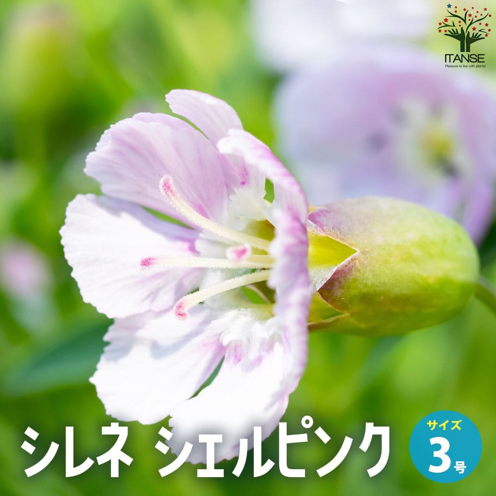 シレネ シェルピンク【花苗 3号ポット】