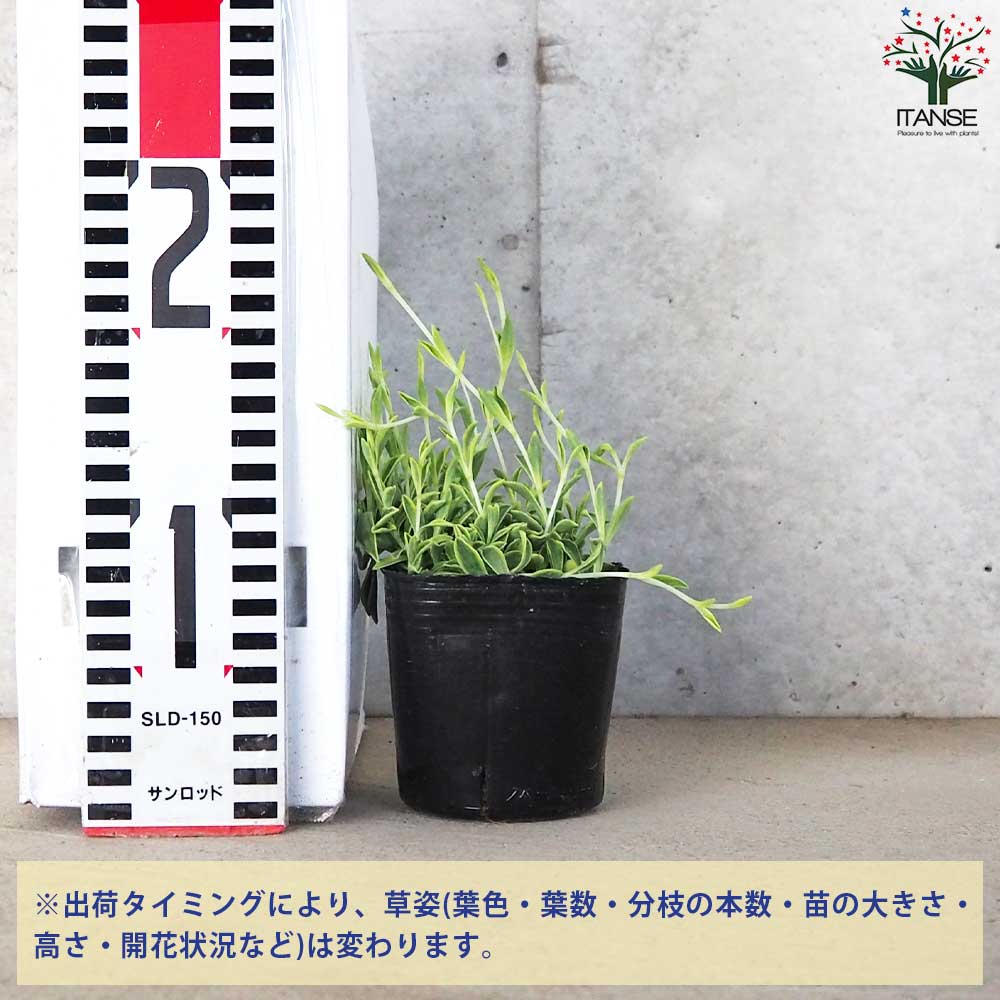 y*n様 【極美株】ザミオクルカス ピンクバリエガータ 強斑 発根済み シレネ シェルピンク バリエガータ【花苗 3号ポット】｜ 【植物の