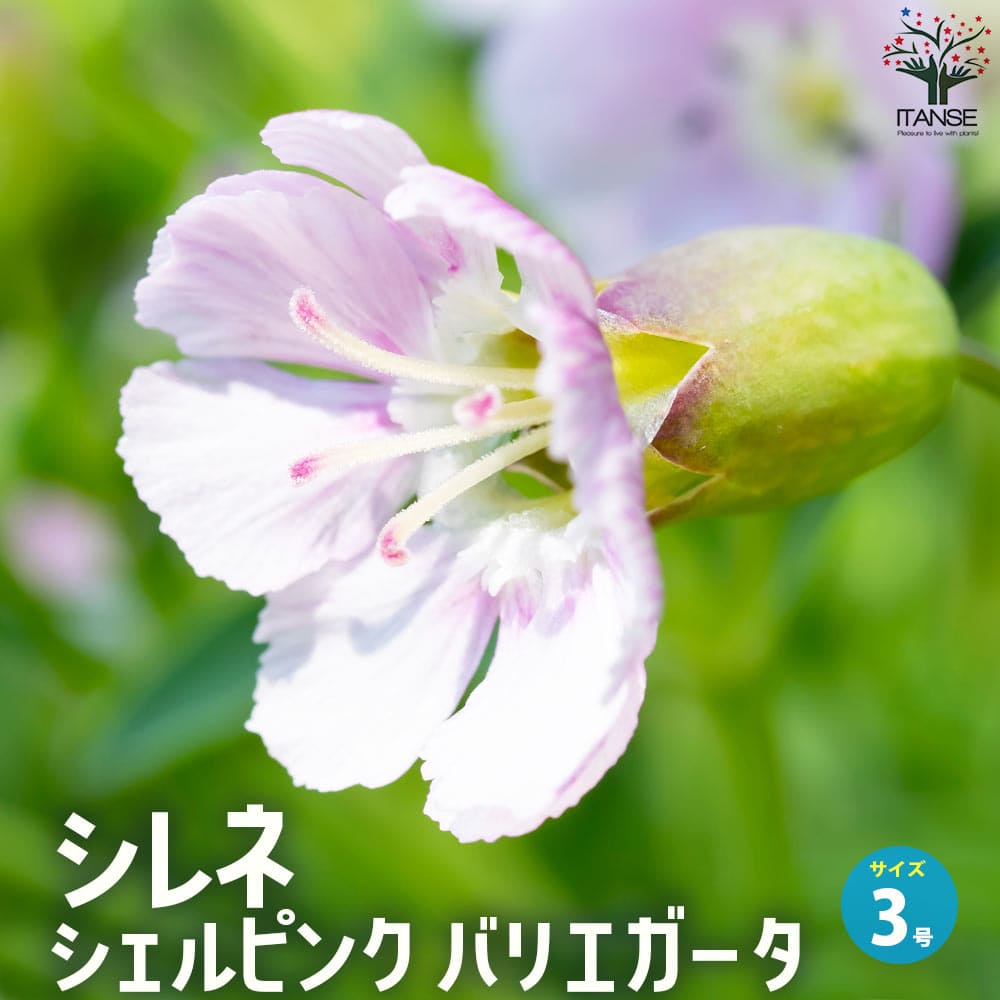 シレネ シェルピンク バリエガータ【花苗 3号ポット】