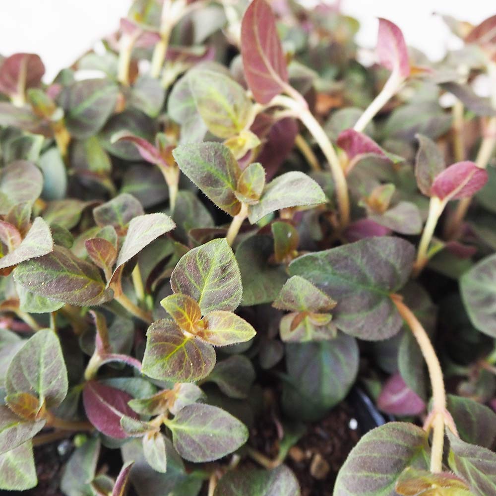 リシマキア ミッドナイトサン【花苗 2.5～3号ポット】