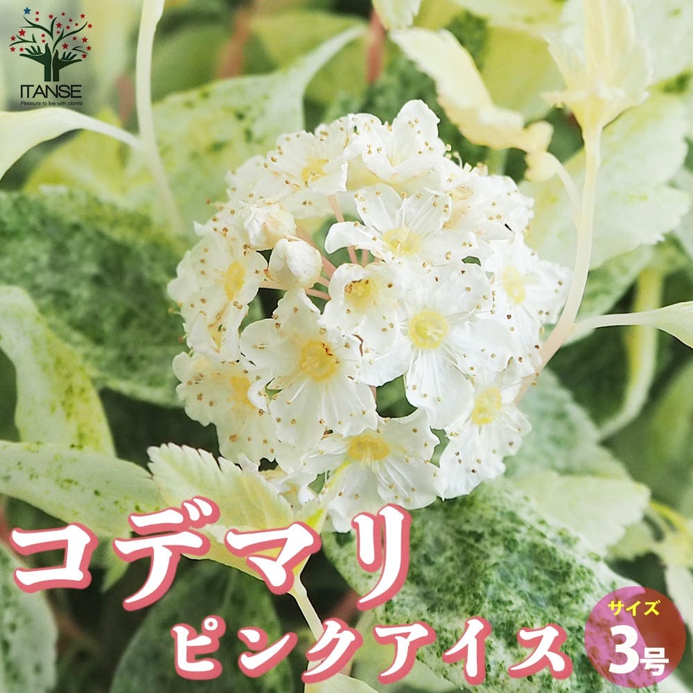 コデマリ ピンクアイス【花苗 3号ポット】