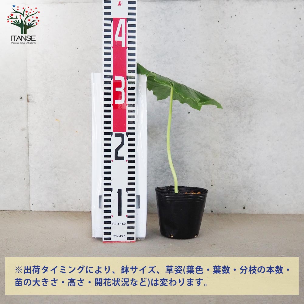 中国 八角連(ハッカクレン)【花苗 3.5号ポット】｜ 【植物の