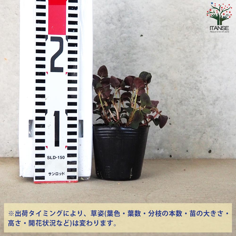 追加商品画像