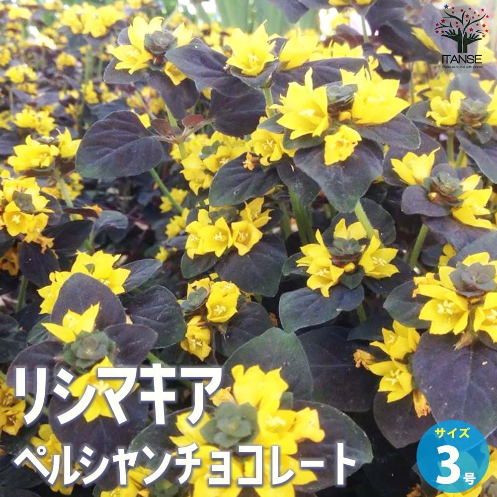 リシマキア ペルシャンチョコレート【花苗 3号ポット】
