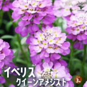 イベリス クイーンアメジスト【花苗 3号ロングポット】|花苗
