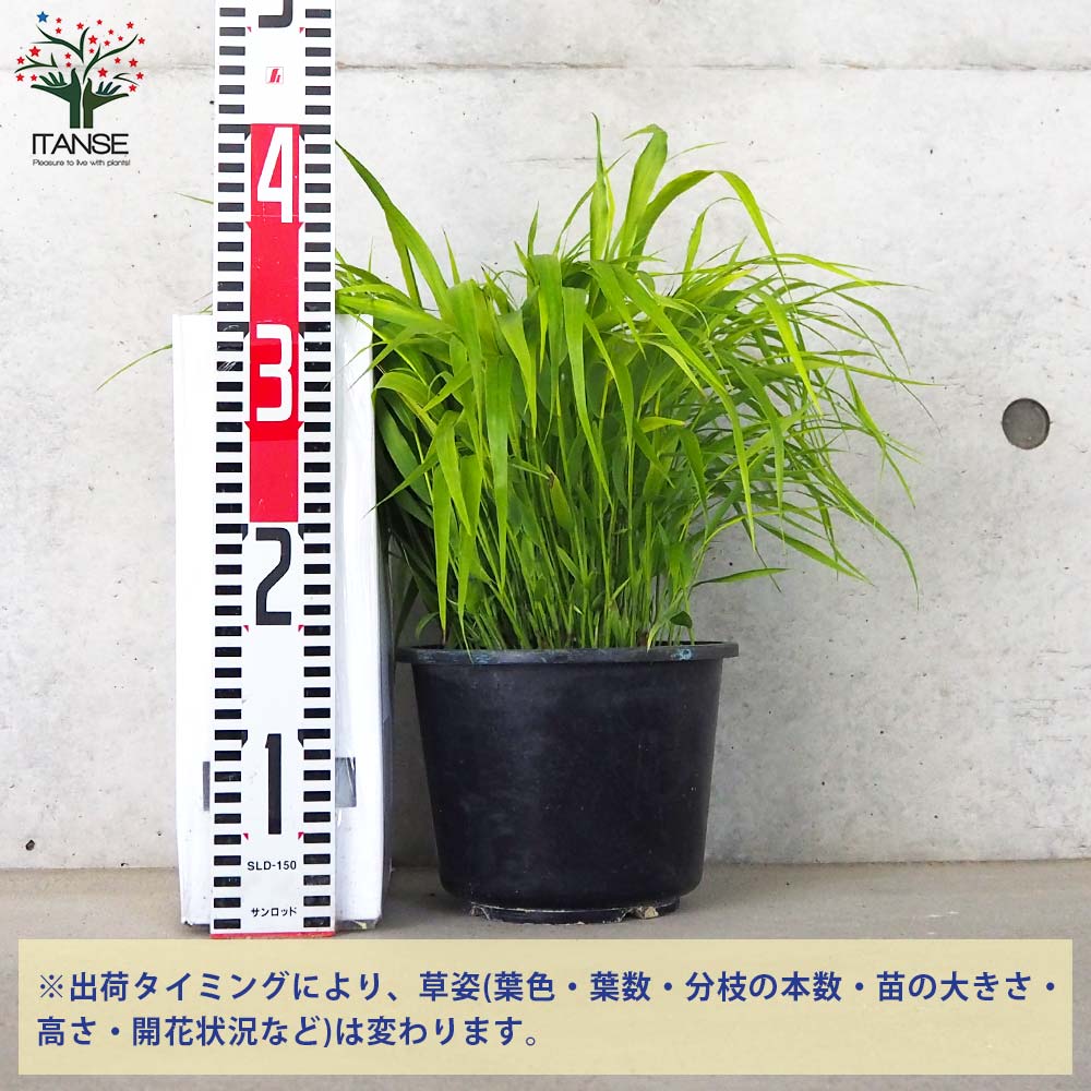 黄金風知草(オウゴンフウチソウ)【花苗 6号鉢】｜ 【植物の