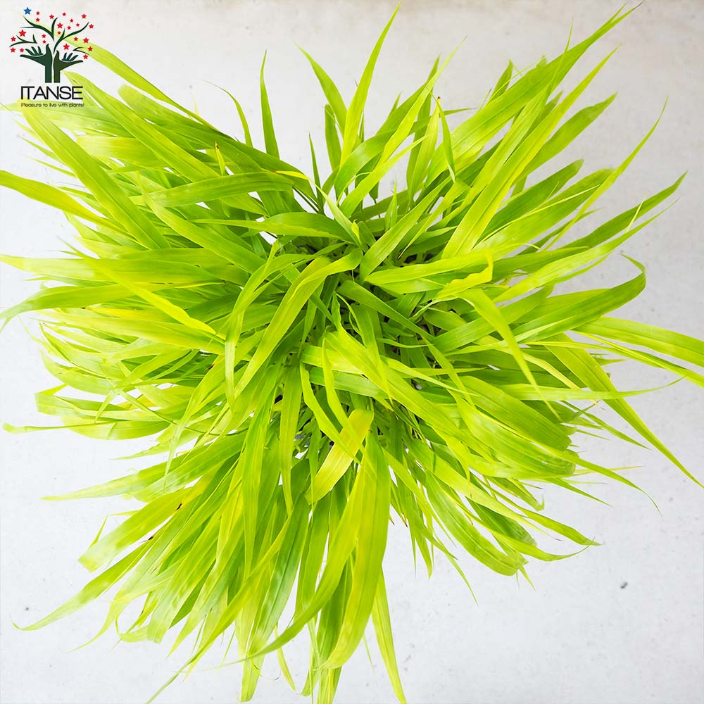 黄金風知草(オウゴンフウチソウ)【花苗 6号鉢】｜ 【植物の