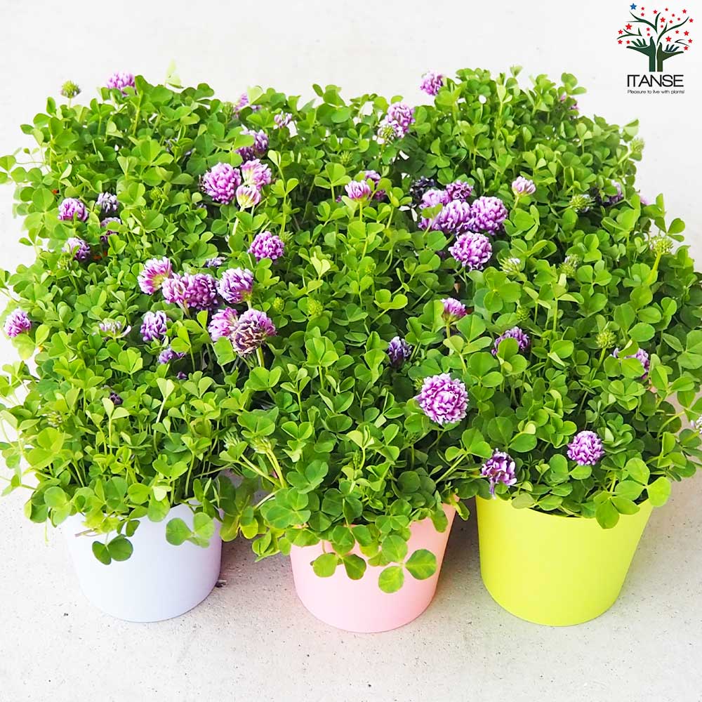 カトレア クローバー鉢色見計い【花苗 3.5号】｜ 【植物のITANSE