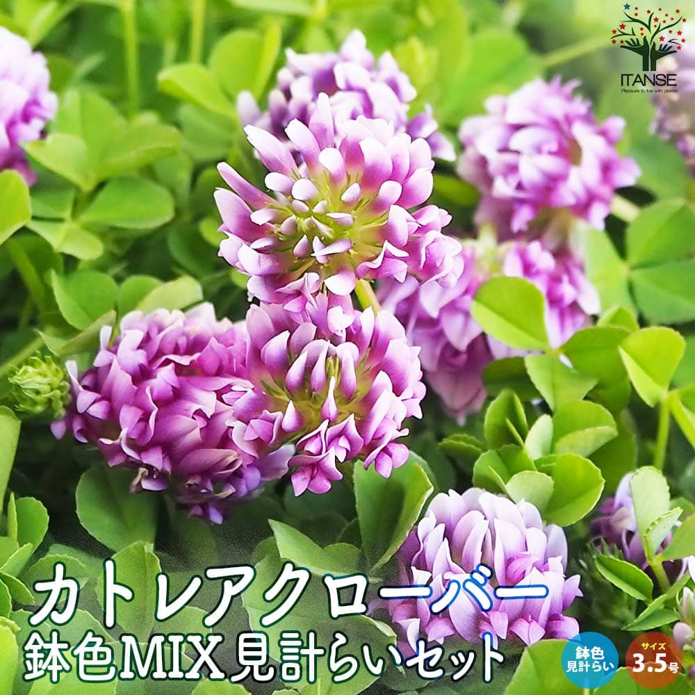 カトレア クローバー鉢色見計い【花苗 3.5号】