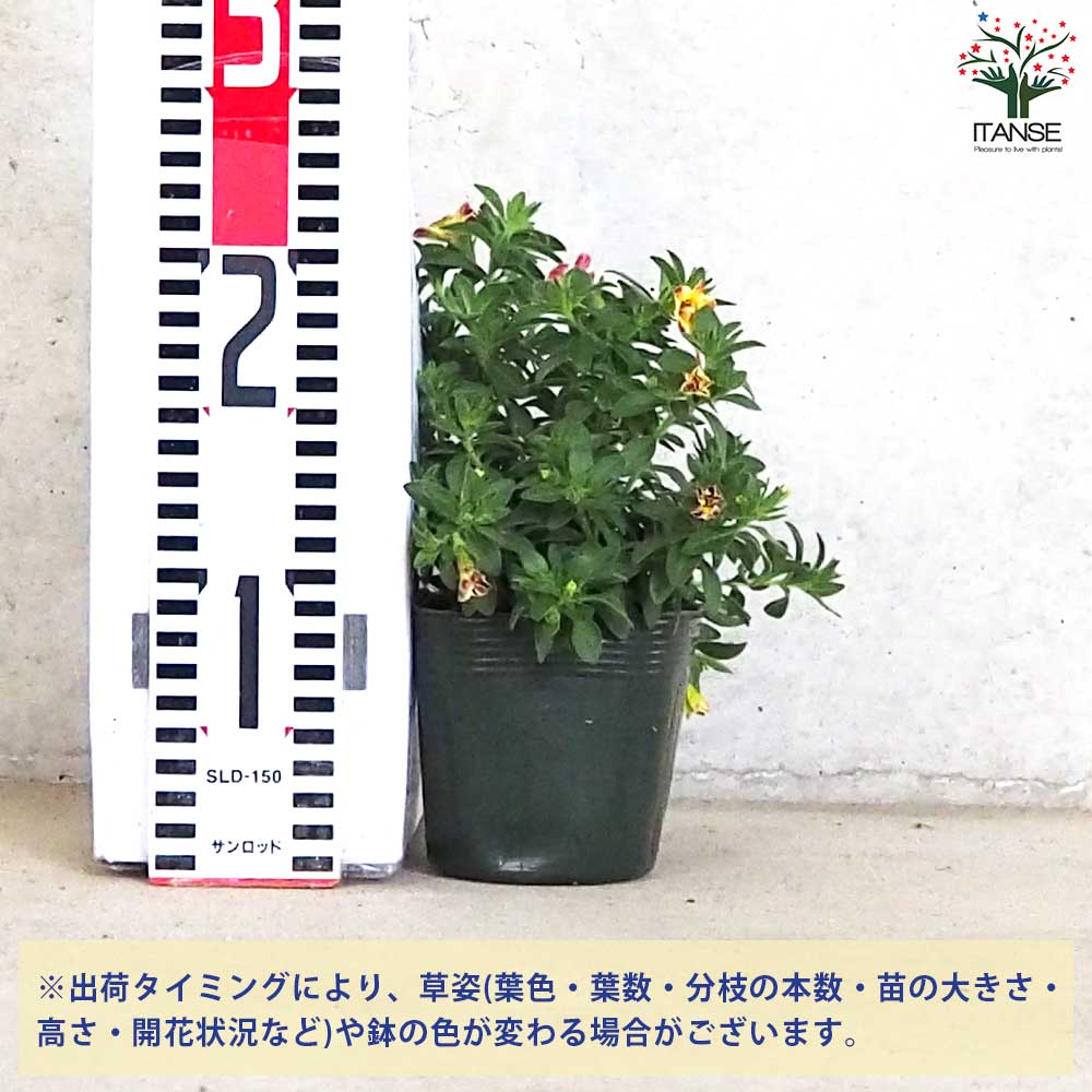 カリブラコア エミリ【花苗 3.5号】｜ 【植物のITANSE】全品送料